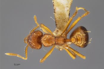 Media type: image; Entomology 517079